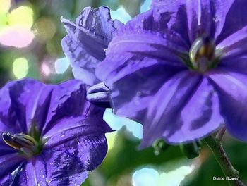 flowering plant