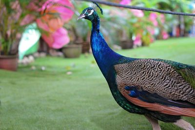 Close-up of a peacock