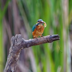 Close-up of bird perching on branch