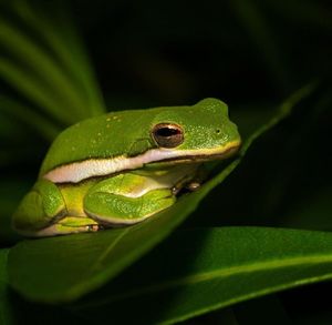 Close-up of frog on leaf in forest