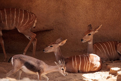 View of deer against rock formation