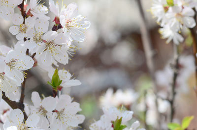 Close-up of white cherry blossoms