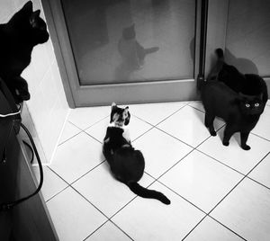 Cat on tiled floor