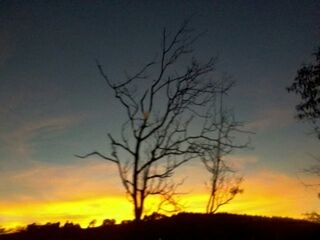 sunset, silhouette, bare tree, tranquility, tree, tranquil scene, scenics, sky, beauty in nature, nature, branch, orange color, landscape, idyllic, low angle view, field, outdoors, growth, no people, tree trunk