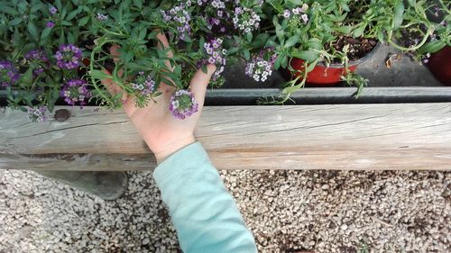 Low section of woman with flowers
