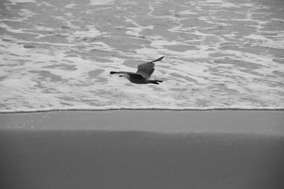 Seagull flying over sea