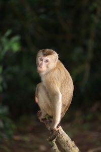 Wild monkeys are lounging and eating on the ground. in khao yai national park, thailand