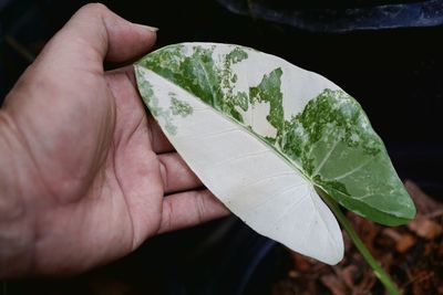 leaf