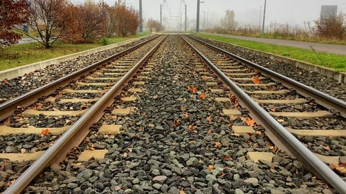 Railroad tracks amidst trees