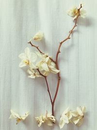 Close-up of wilted flower on table, dead plant, still life