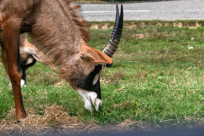 Horse grazing in field
