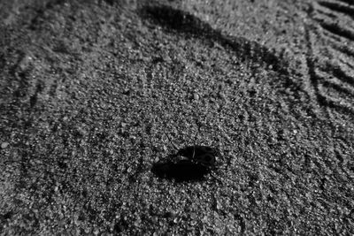 High angle view of animal on sand