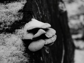Close-up of mushroom growing on tree trunk