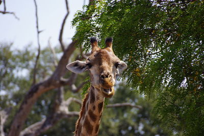 Portrait of horse on tree