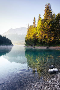 Beautiful tree formation in front of a stunning lake in the bavarian alps.