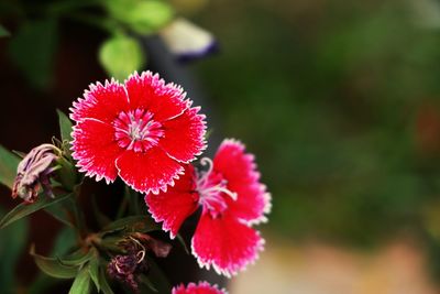 Close-up of red flower blooming outdoors