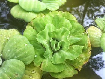 Close-up of wet plant