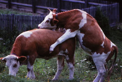 Cows standing in grass