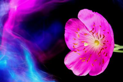 Close-up of pink flower against black background