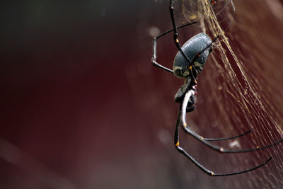 Close-up of spider on web