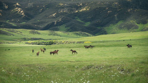 Flock of sheep grazing in a field