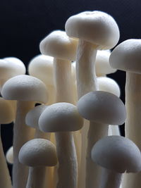 Close-up of candies against black background