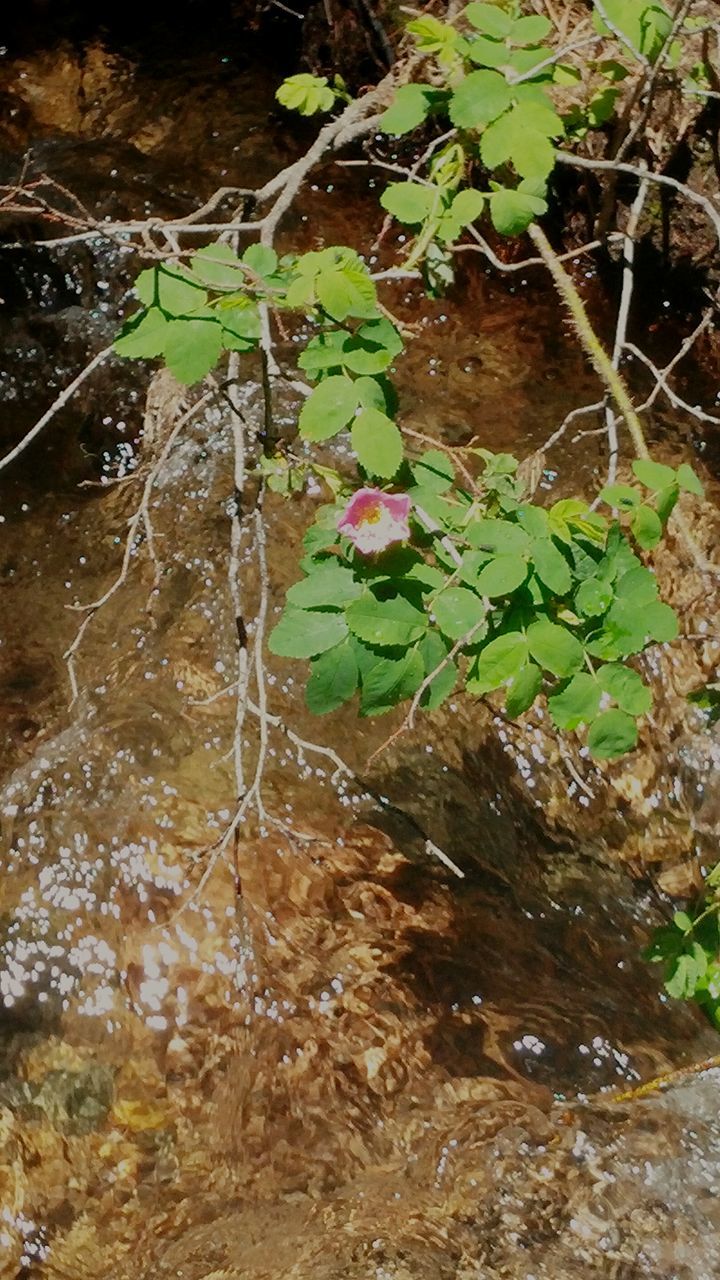 water, plant, nature, growth, leaf, stream, green color, wet, beauty in nature, day, high angle view, tranquility, outdoors, no people, the way forward, rock - object, reflection, sunlight, forest, flowing