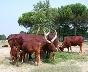 Horses in a field