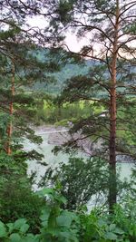 Scenic view of forest