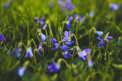 Close-up of purple flowers blooming on field