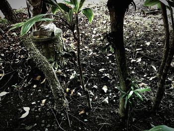 Close-up of tree growing in forest