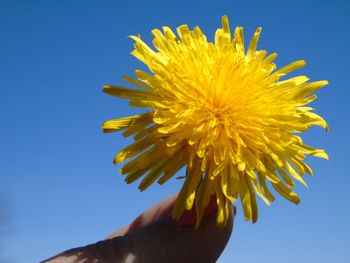 Close-up of hand holding yellow flower