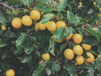 Close-up of tomatoes on tree