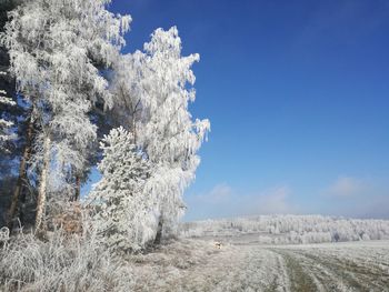 Low angle view of flower trees against blue sky