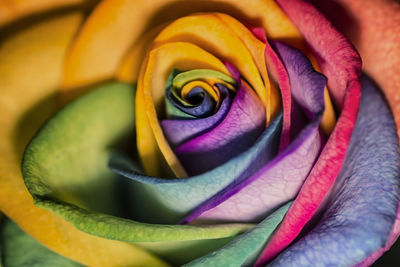 Close-up of multi colored rose