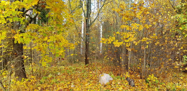 Trees in forest during autumn