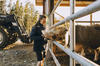 Female farmer stroking cow through fence at stable