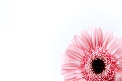 Close-up of pink daisy against white background