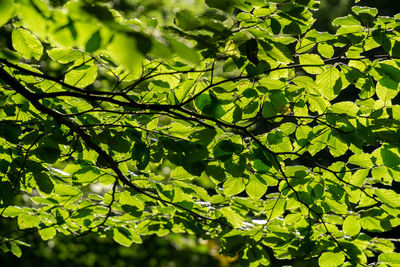 Close-up of leaves on tree