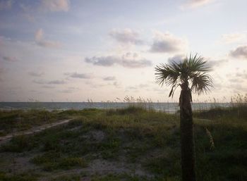 Palm trees on beach against cloudy sky