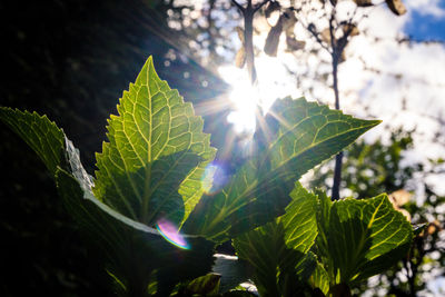 Sunlight streaming through leaves on sunny day