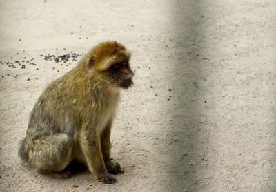 Side view of an ape looking away