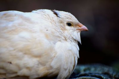 Close-up of a bird