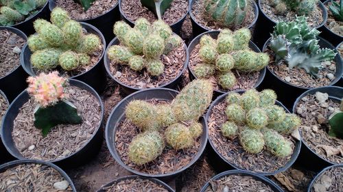 High angle view of succulent plants