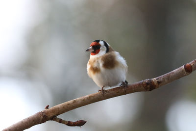 Close-up of golden finchperching on branch