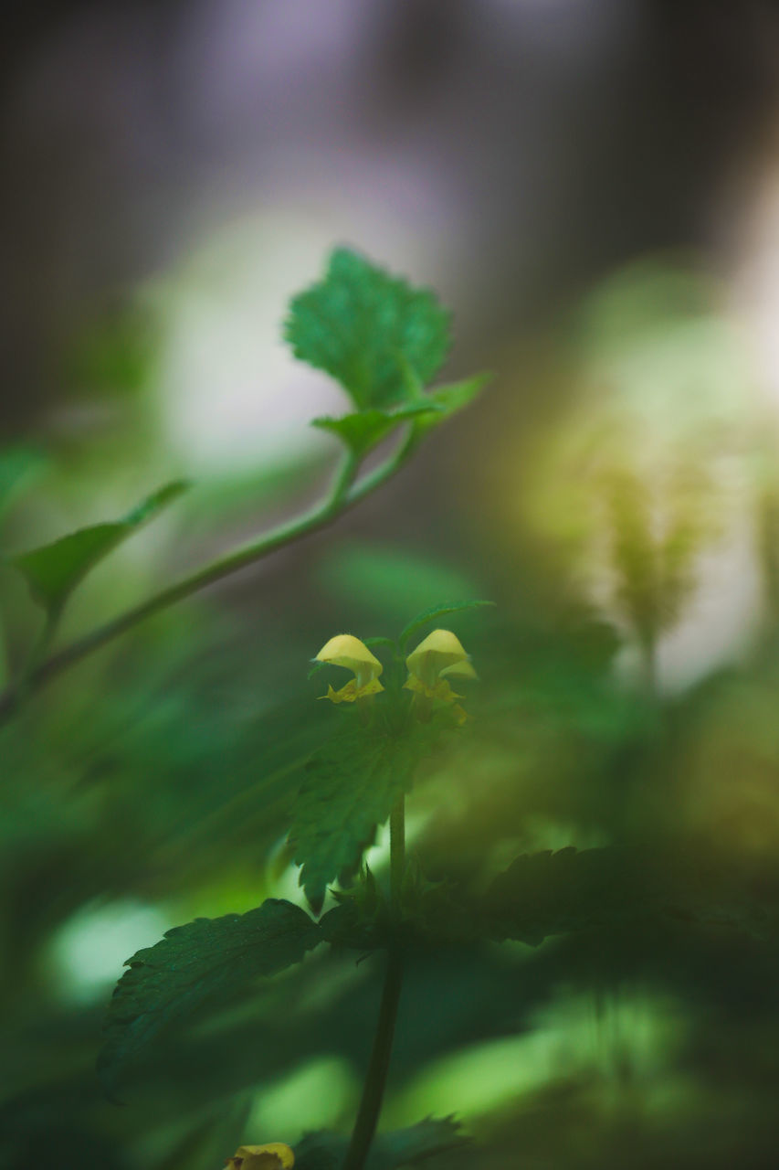 CLOSE-UP OF YELLOW FLOWERING PLANTS