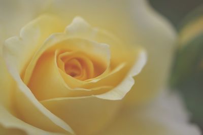 Extreme close-up of yellow rose blooming outdoors