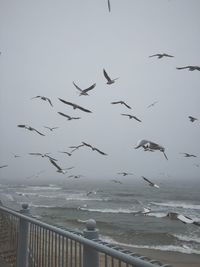 Seagulls flying over sea