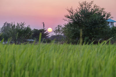 Trees growing on field against sky during sunset