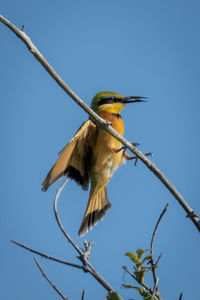 Low angle view of bird flying against clear sky